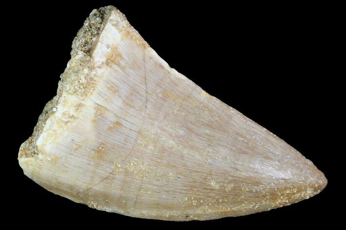 Mosasaur (Prognathodon) Tooth - Morocco #101026